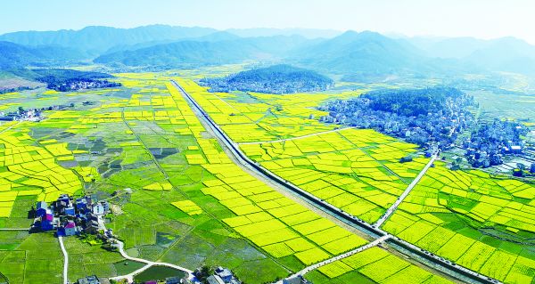 油菜花開的茶陵秩堂鎮(zhèn)風(fēng)景如畫（資料圖）。 張湘東 攝